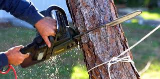 Trusted Alpha, NJ Tree Removal Experts