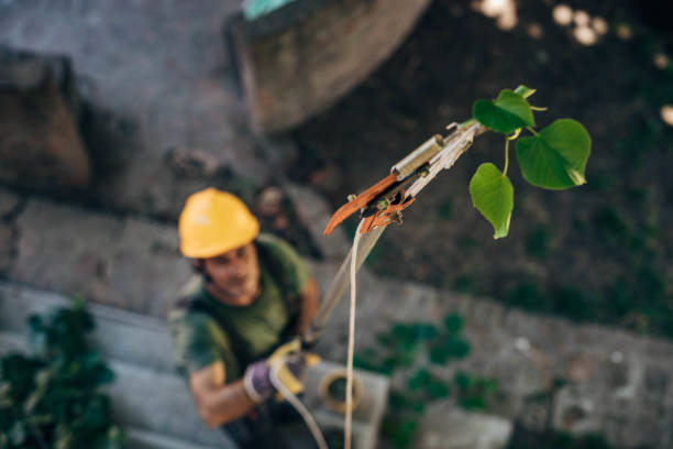 How Our Tree Care Process Works  in  Alpha, NJ