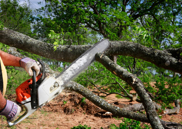 Lawn Renovation and Restoration in Alpha, NJ